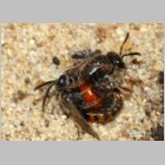 Sphecodes sp - Blutbiene 14a 4-5mm Paarung - Sandgrube Niedringhaussee.jpg